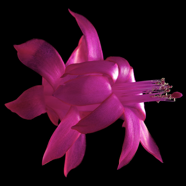 位圖植物寫實(shí)花卉花朵野花免費(fèi)素材