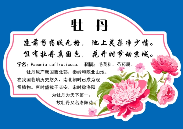牡丹花