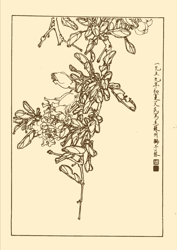 石榴圖片