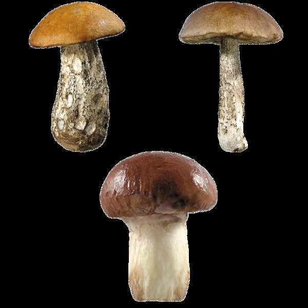 三只蘑菇免抠png透明图层素材