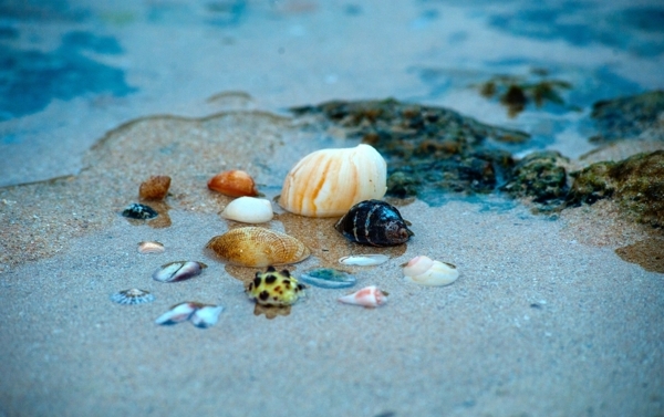 海水贝壳