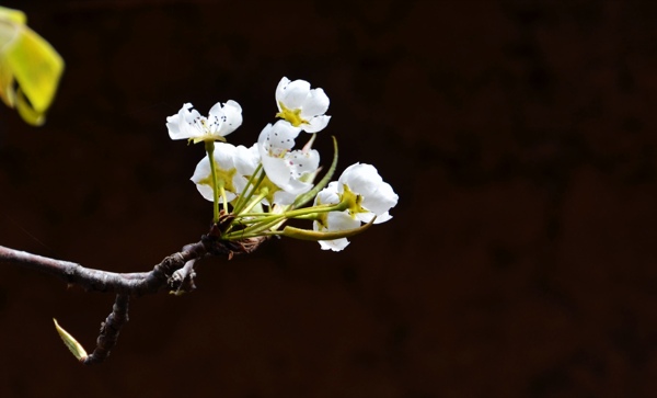 梨花素材