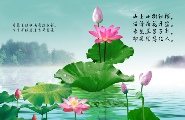 荷花素材