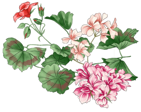 時(shí)尚花卉與葉子psd分層素材