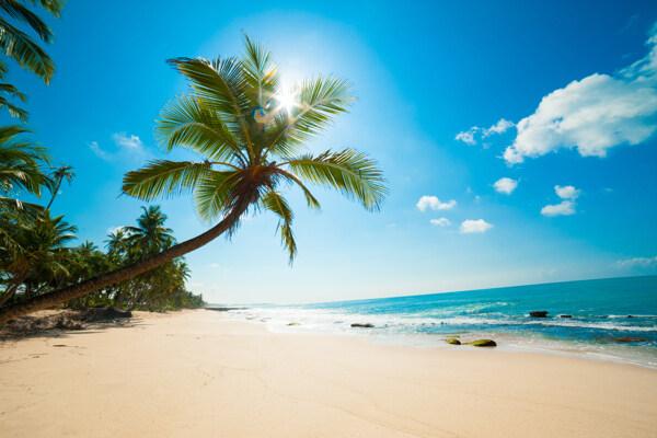 蓝天下的海边椰树和沙滩图片