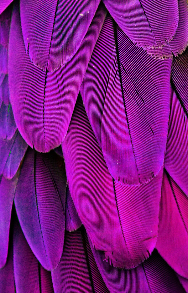 紫色羽毛背景