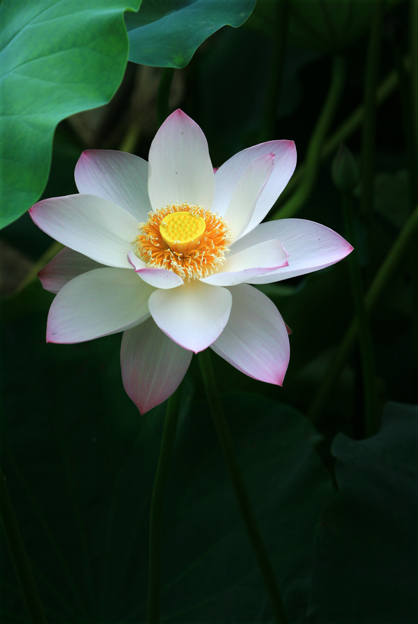 荷花圖片