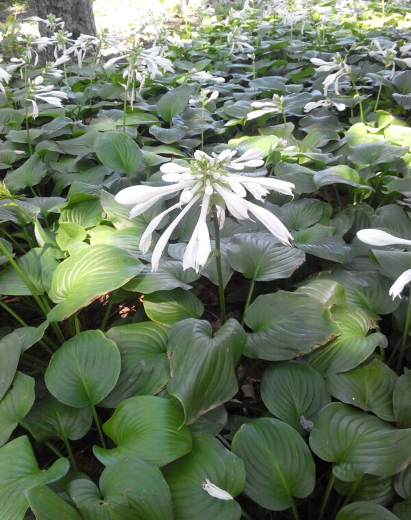 玉簪花圖片