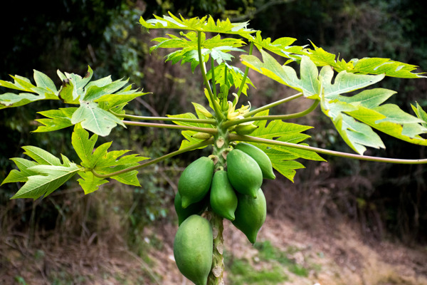 木瓜