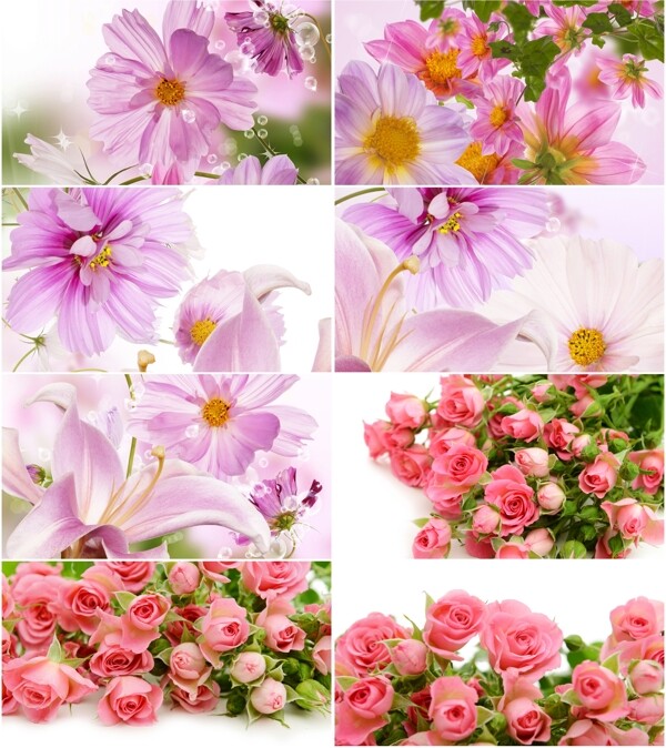 粉色玫瑰花