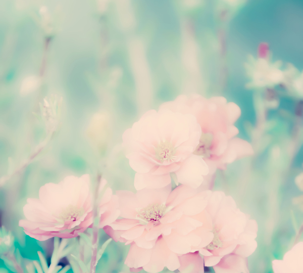 梦幻粉色花朵图片