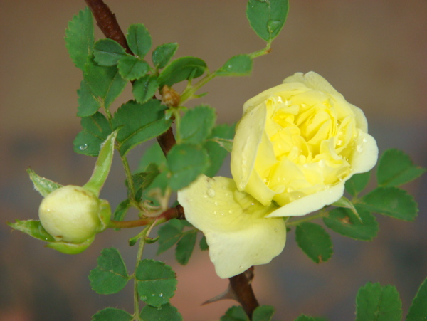 黃色薔薇圖片