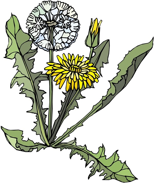 花朵花草鮮花矢量EPS格式0143