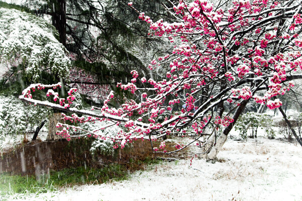 雪中紅花圖片