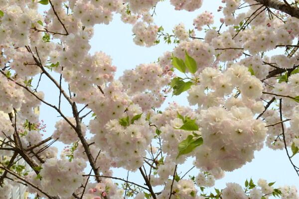 繁花滿樹圖片