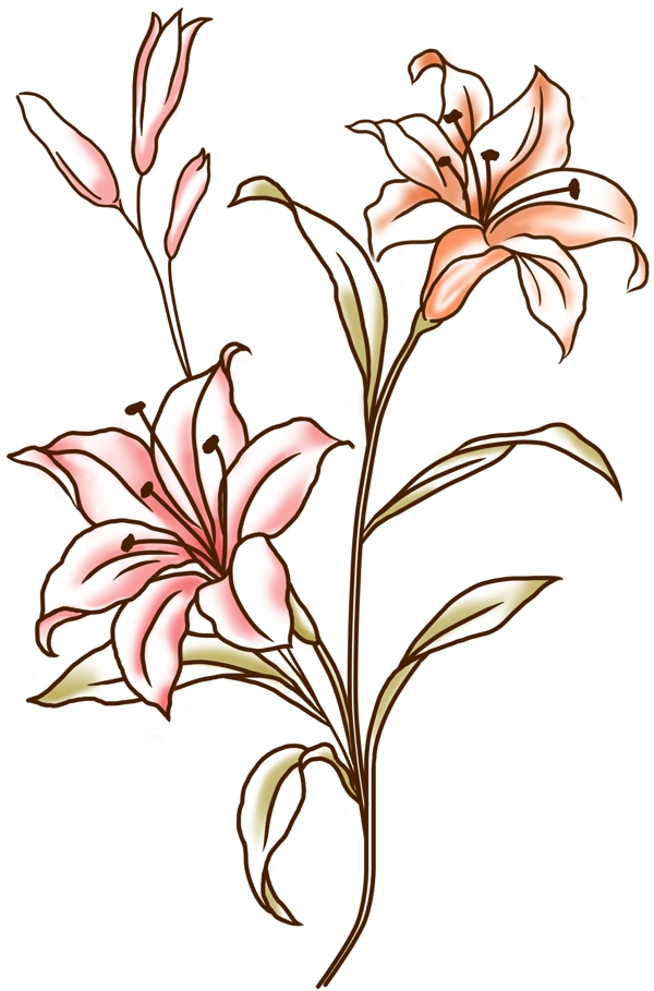 百合花朵線描9