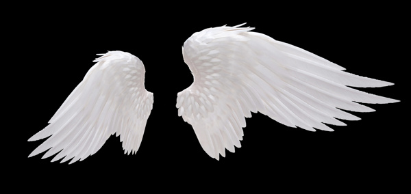 白色的翅膀