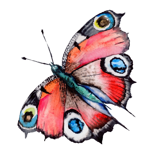 水彩绘画蝴蝶