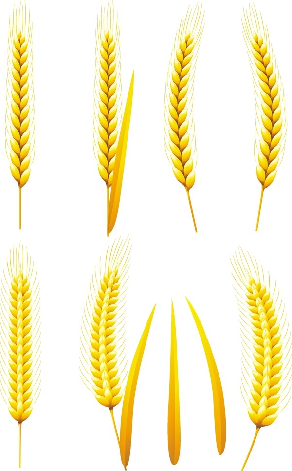 金色小麦麦穗