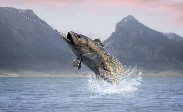 釣魚圖片