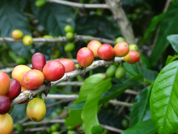 咖啡树咖啡豆图片
