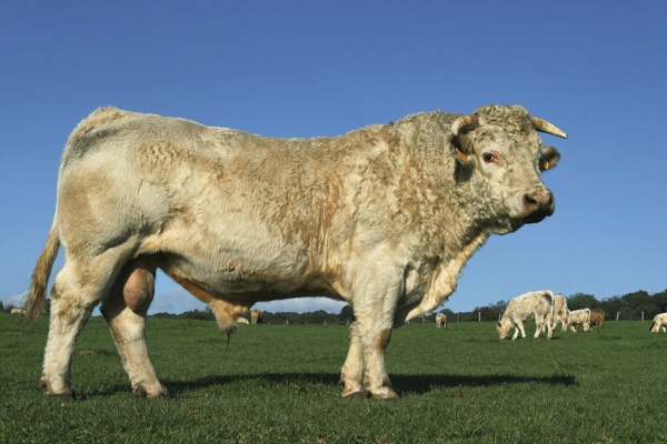 草原上的奶牛群图片