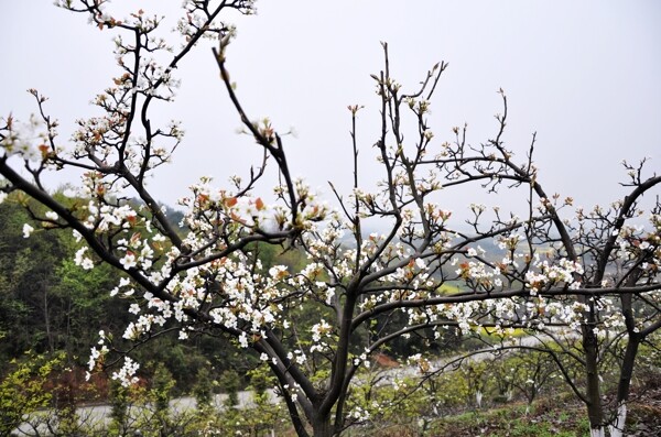 桃花圖片