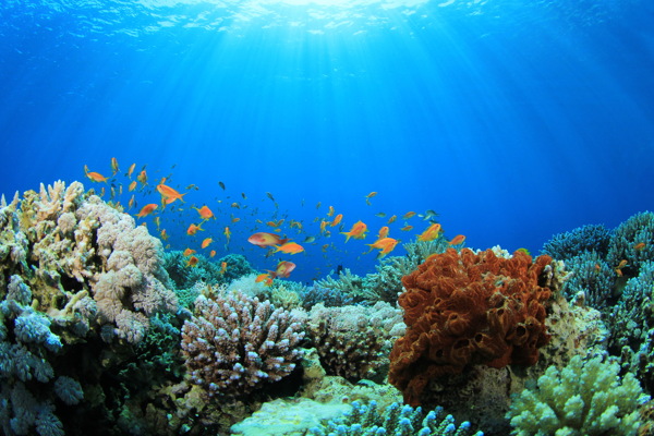 彩色海底世界风景图片