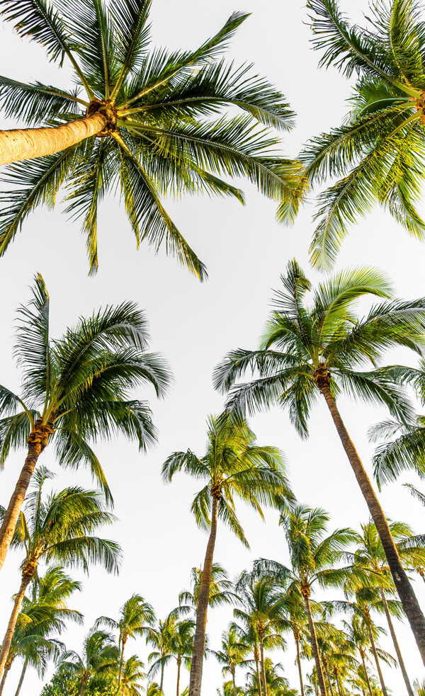 热带椰树海边椰树
