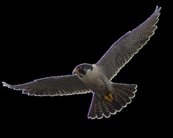展翅飞翔的猎鹰图片免抠png透明图层素材