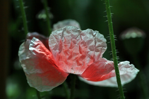 位圖植物花朵寫實(shí)花卉野花免費(fèi)素材