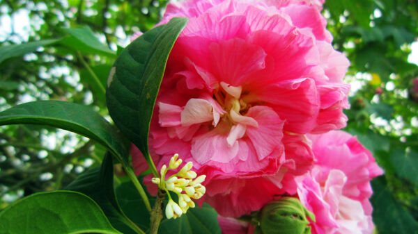 芙蓉花與桂花圖片