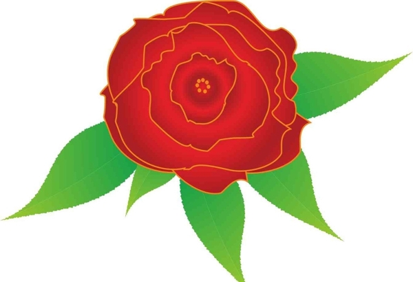 牡丹花圖片
