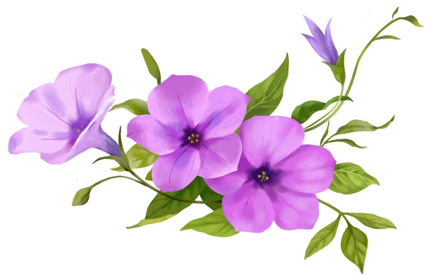 紫色喇叭花朵10
