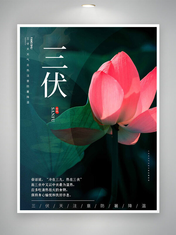 美麗粉色荷花攝影圖背景三伏天海報