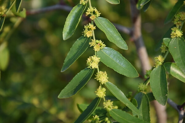 棗樹開花高清