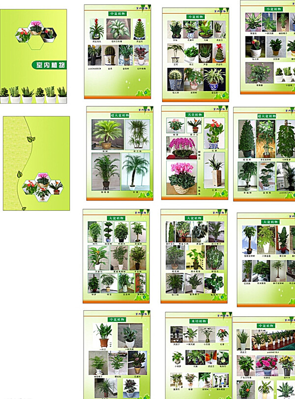 室內(nèi)植物圖片