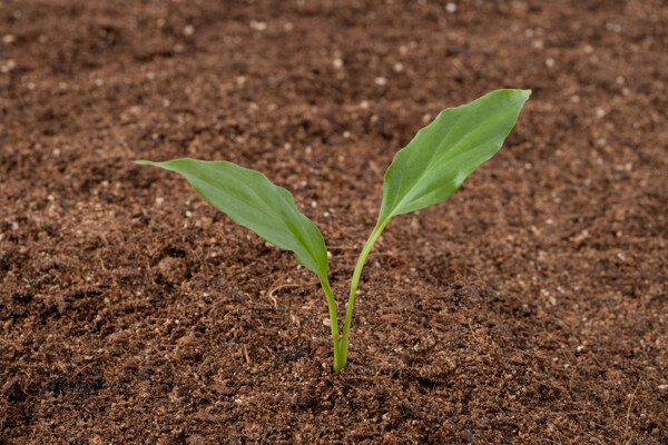 土壤里的植物新芽特写图片