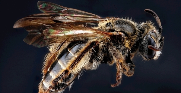 蜜蜂标本