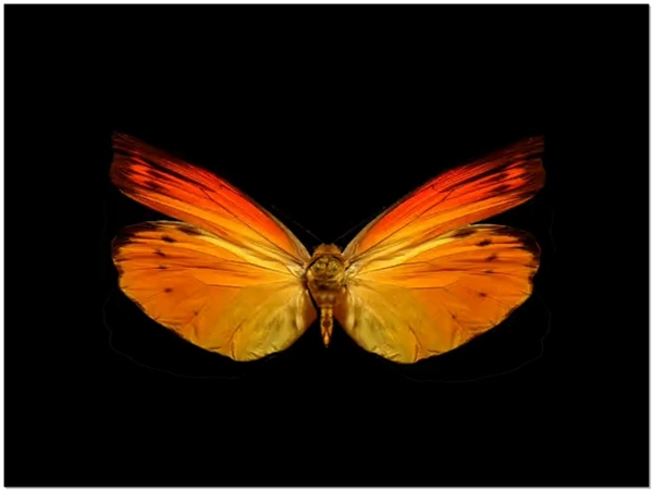 蝴蝶标本视频素材