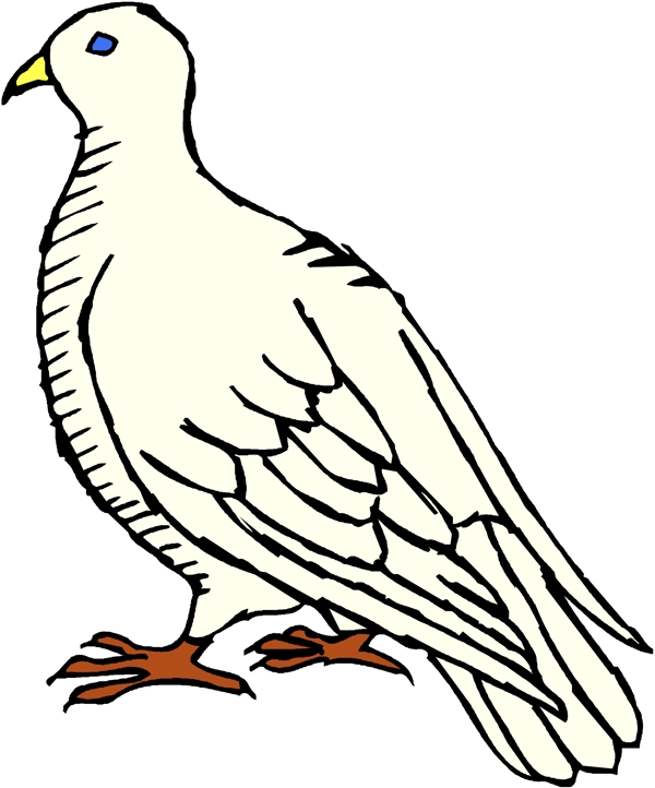 矢量逼真鳥類動(dòng)物78