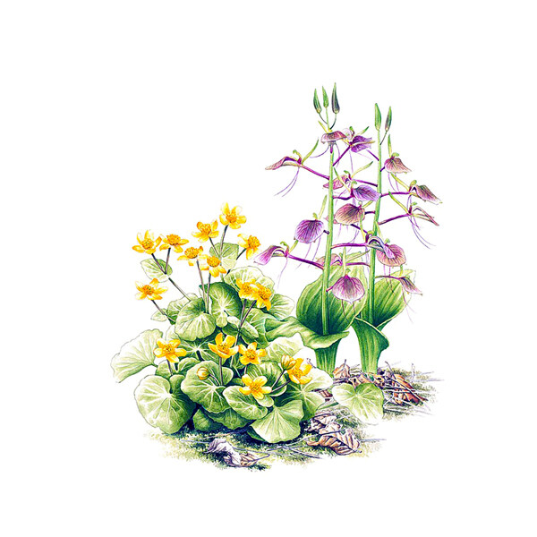 手繪花兒