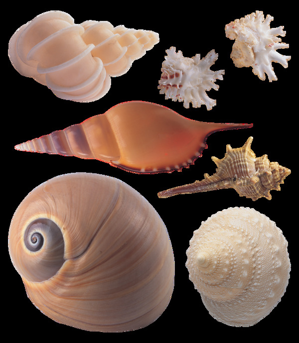 各种漂亮的贝壳海螺免抠png透明图层素材