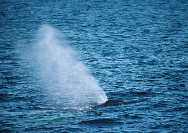 海洋中的蓝鲸图片