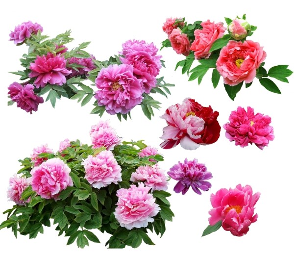 牡丹花圖片