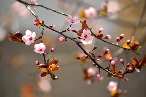 樹枝上的粉色花朵