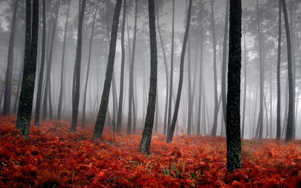 秋天里的树林美景