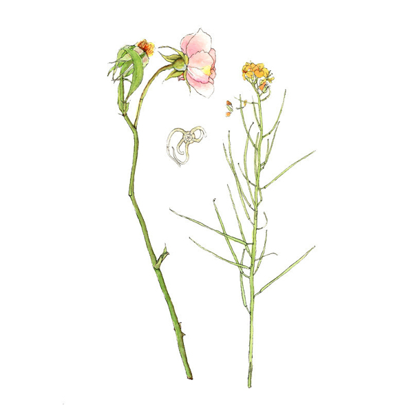位圖植物寫意花卉花朵玫瑰免費素材
