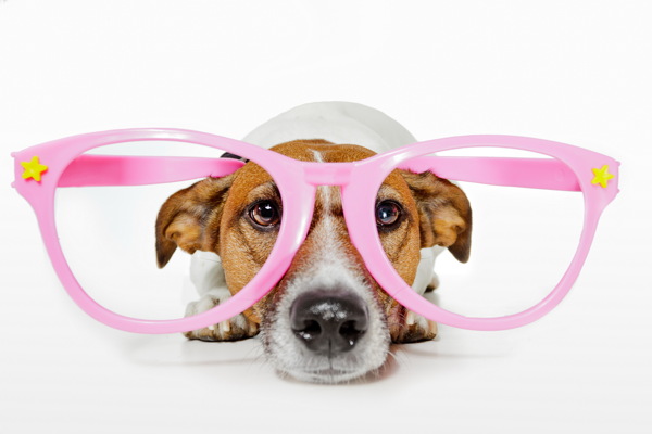 戴眼镜的可爱小狗图片