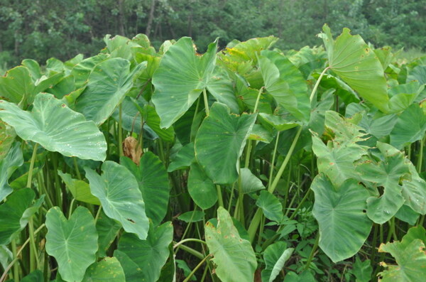 芋頭禾圖片